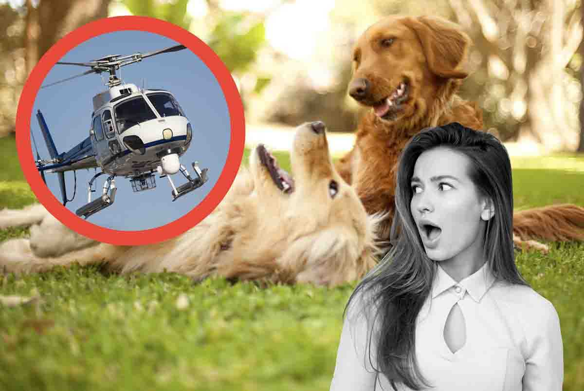 Il video del cane che si lancia dall'elicottero