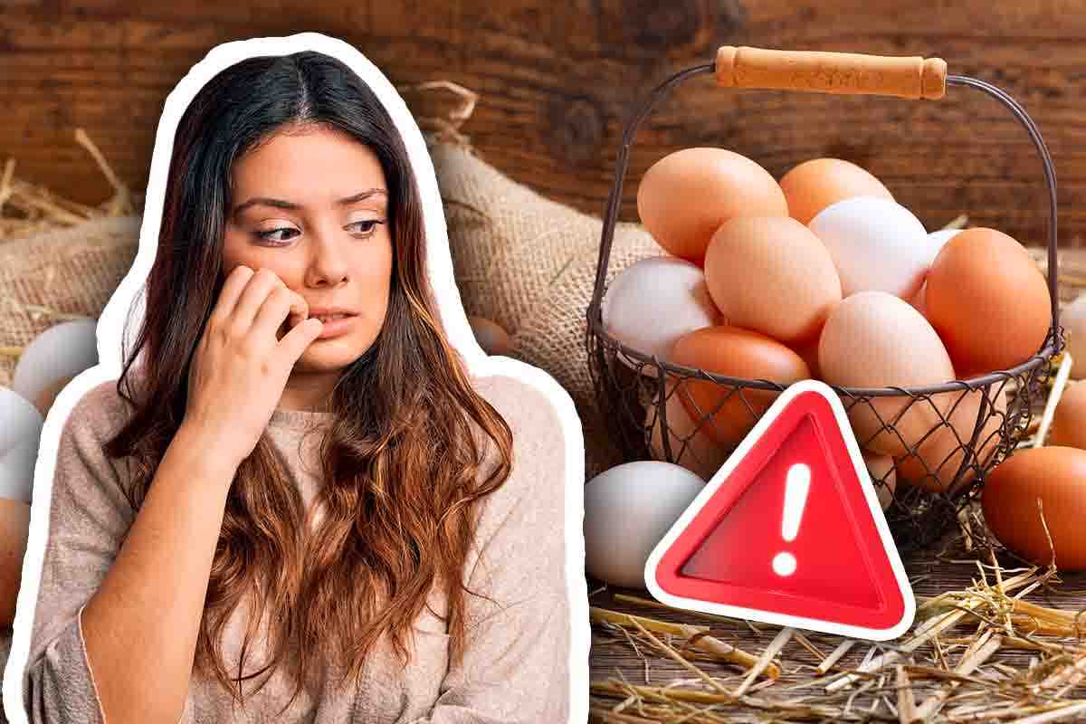 Salmonella nelle uova
