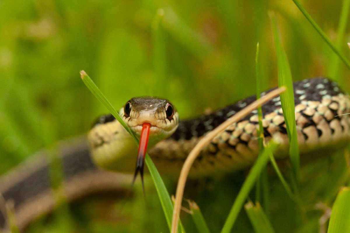 Allarme serpenti velenosi in Italia: in questa regione non ci sono