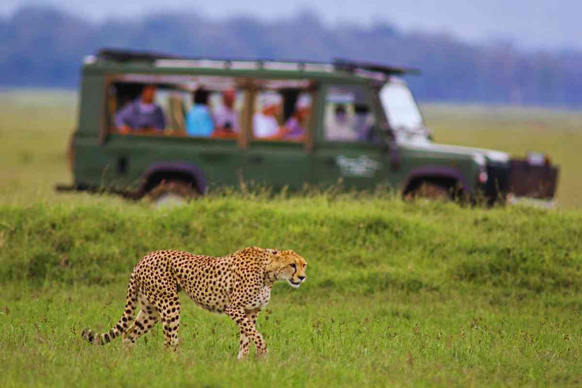 Safari più belli del mondo